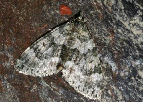 Réf. 51 519 : Chloroclysta miata