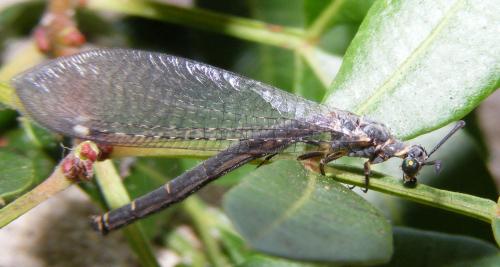 Réf. 51 259 : Myrmeleon gerlindae