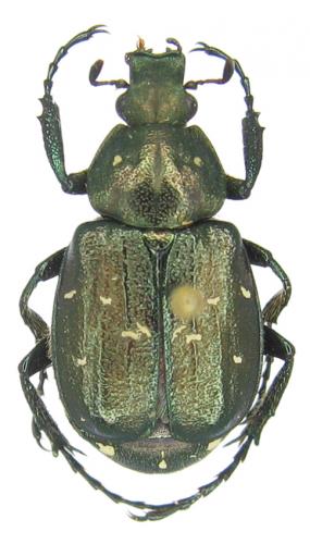 Réf. 51 714 : Gnorimus subcostatus