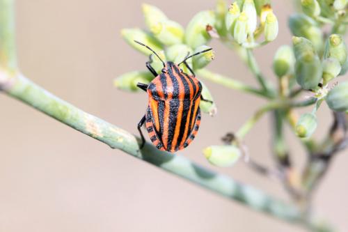 Graphosoma italicum