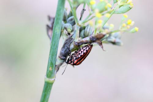 Graphosoma italicum
