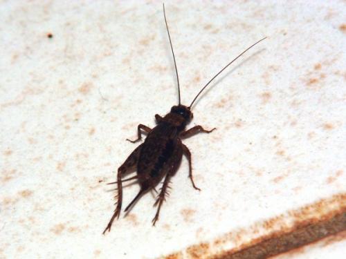 Réf. 51 101 : Nemobius sylvestris sylvestris
