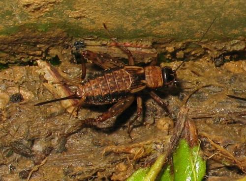 Nemobius sylvestris sylvestris