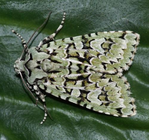 Griposia aprilina