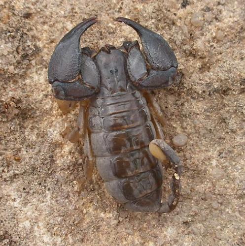 Grosphus grandidieri