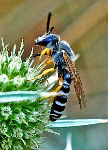 Halictus scabiosae