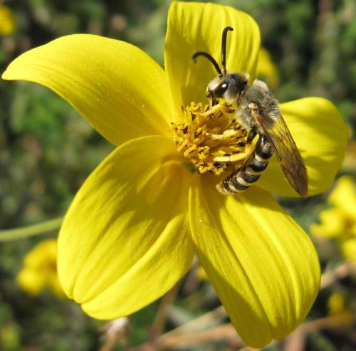 Réf. 51 011 : Halictus scabiosae