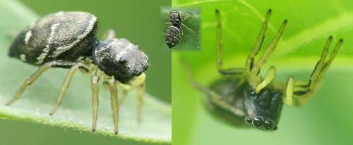 Heliophanus cupreus