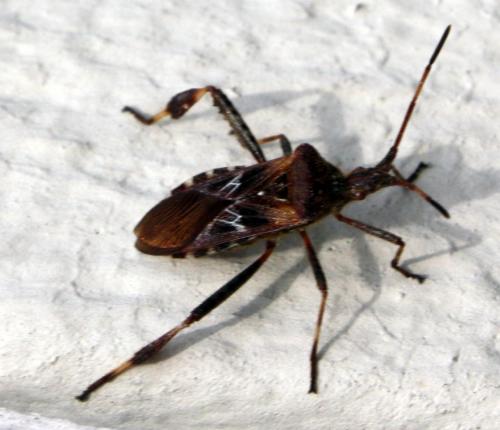Leptoglossus occidentalis