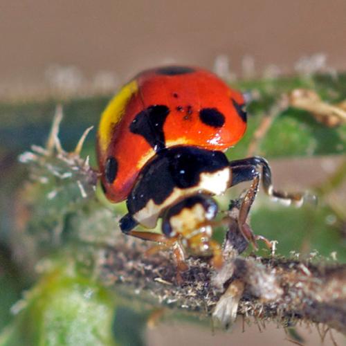 Ceratomegilla undecimnotata