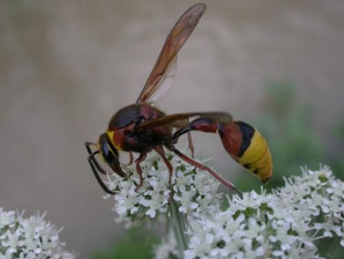Réf. 51 789 : Delta unguiculatum