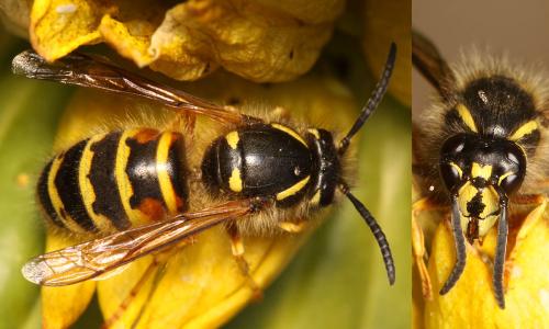 Dolichovespula norwegica