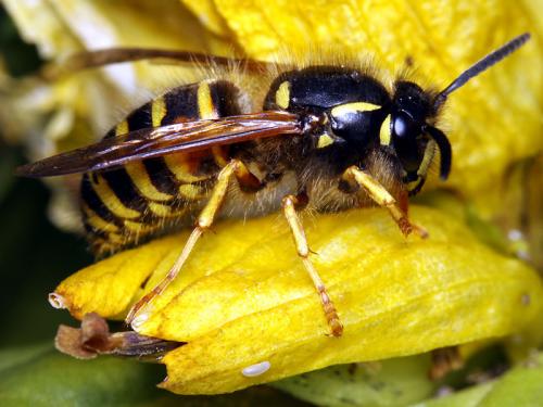 Réf. 51 286 : Dolichovespula norwegica