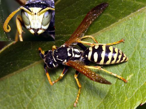 Polistes semenowi