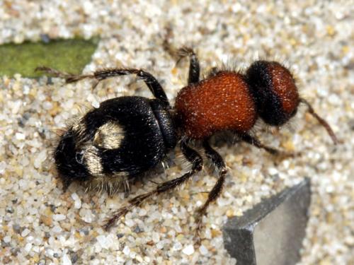 Ronisia brutia