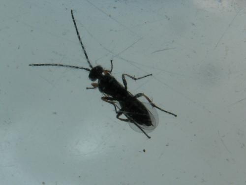 Réf. 51 339 : Cotesia sp.