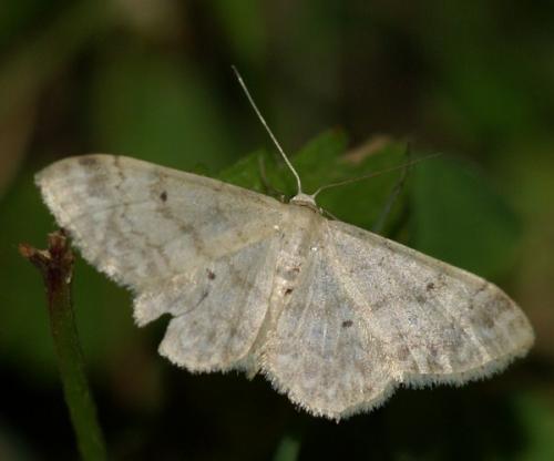 Réf. 51 047 : Idaea biselata