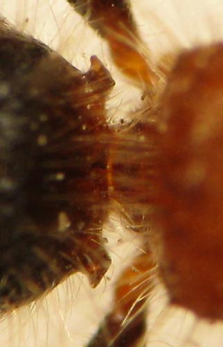 Réf. 51 389 : Myrmilla triareolata