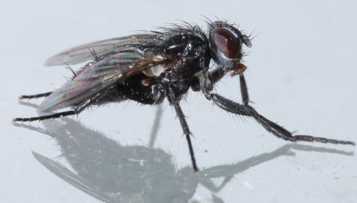 Réf. 51 356 : Stevenia umbratica