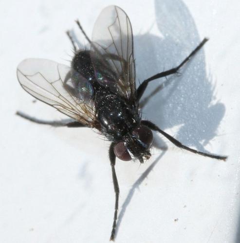 Réf. 51 357 : Stevenia umbratica