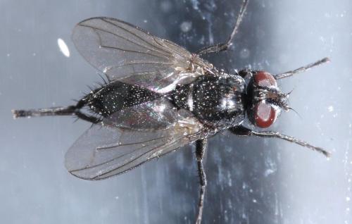 Réf. 51 358 : Stevenia umbratica