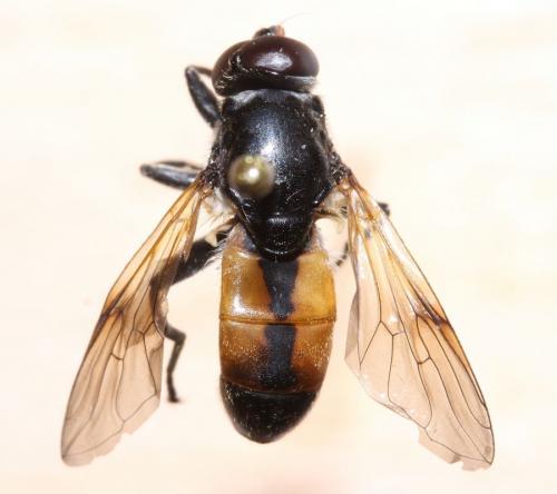 Myolepta nigritarsis
