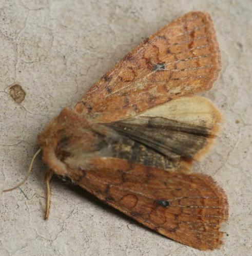 Agrochola circellaris