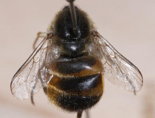 Astomella hispaniae