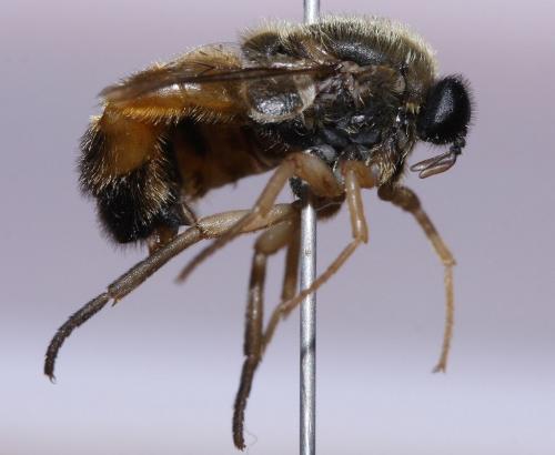 Réf. 51 540 : Astomella hispaniae