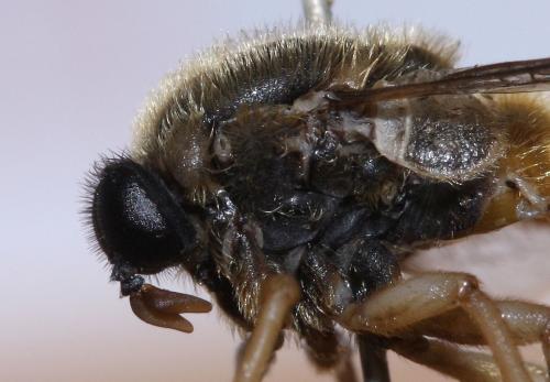 Astomella hispaniae