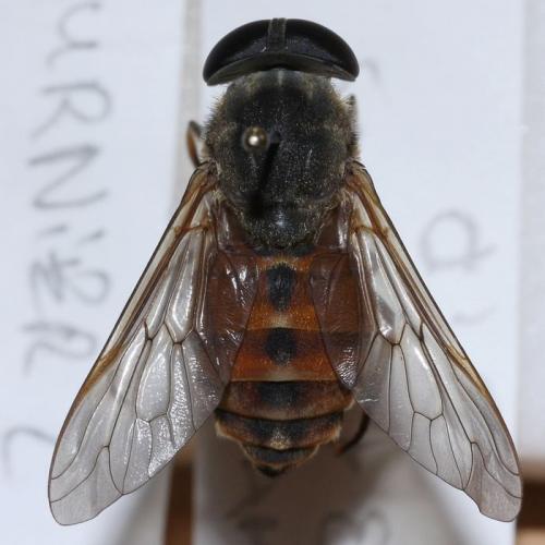 Tabanus eggeri