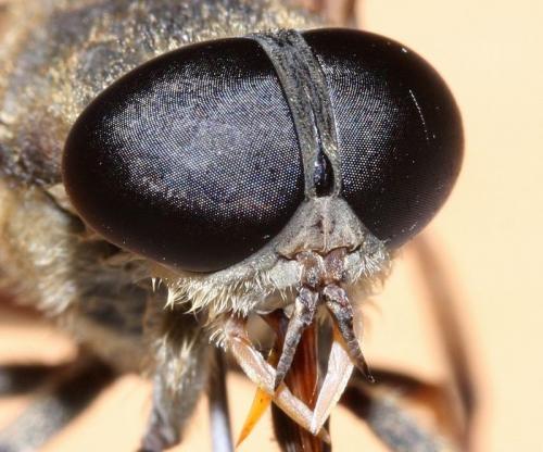 Réf. 51 706 : Tabanus eggeri