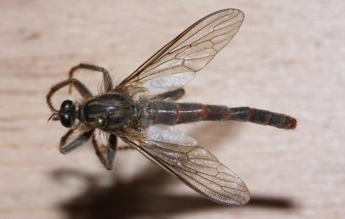 Réf. 51 711 : Stenopogon junceus