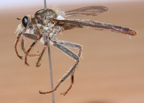 Réf. 51 712 : Stenopogon junceus