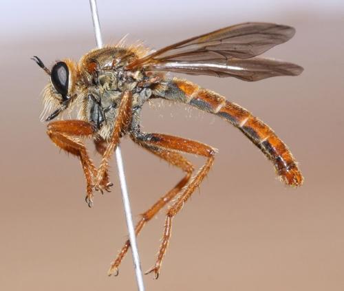 Réf. 51 757 : Stenopogon sabaudus
