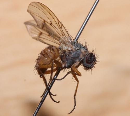 Réf. 51 973 : Helina abdominalis
