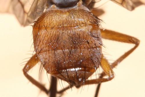Réf. 51 975 : Helina abdominalis