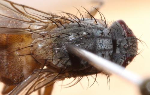 Réf. 51 974 : Helina abdominalis