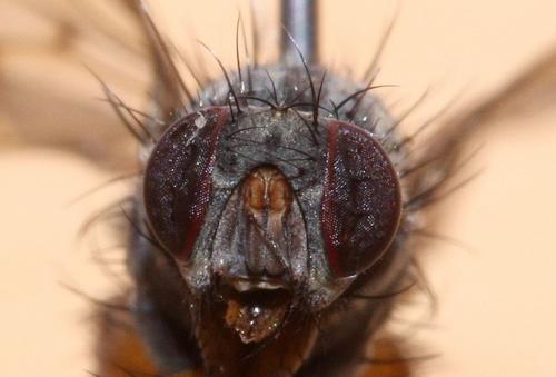 Réf. 51 977 : Helina abdominalis