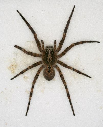 Réf. 51 067 : Zoropsis spinimana