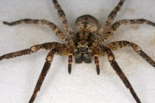 Zoropsis spinimana