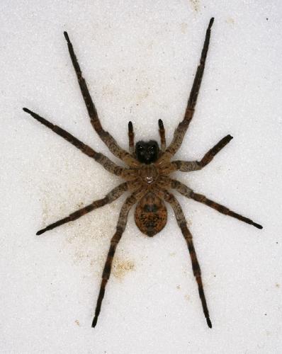 Zoropsis spinimana