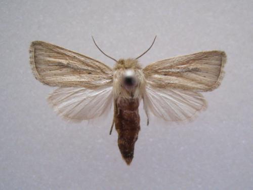 Réf. 51 249 : Sesamia nonagrioides