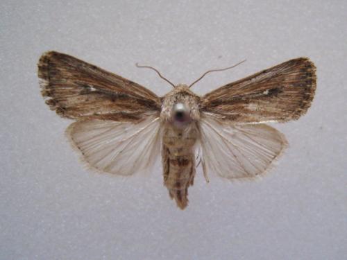 Réf. 51 250 : Leucania punctosa