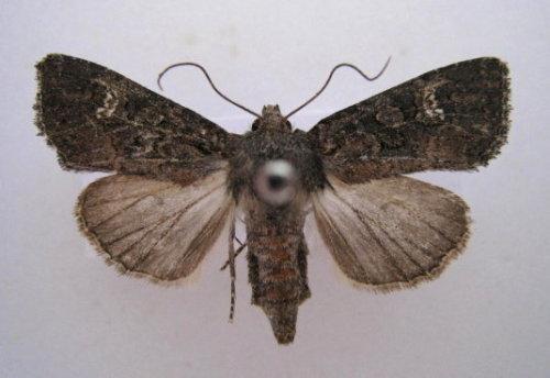 Réf. 51 248 : Trigonophora haasi