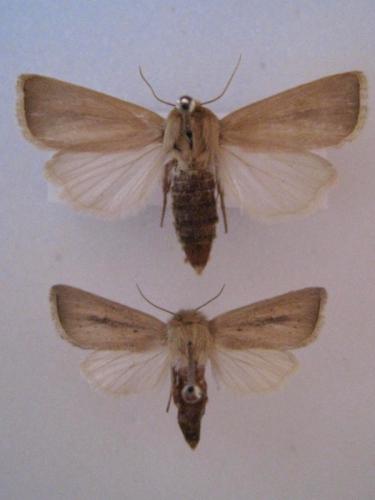 Réf. 51 256 : Sesamia sp.