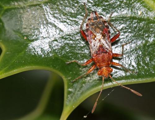 Rhopalus subrufus