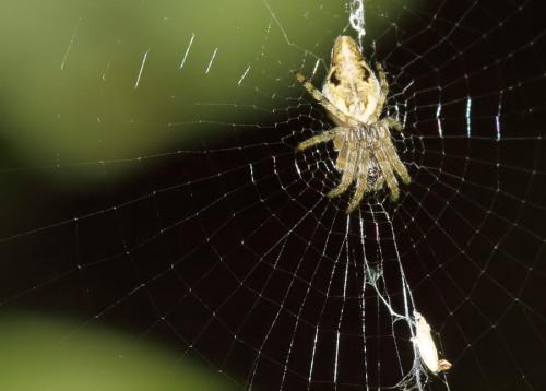Cyclosa sp.