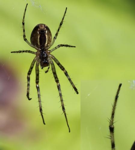 Metellina sp.