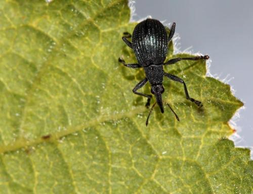 Oxystoma sp.